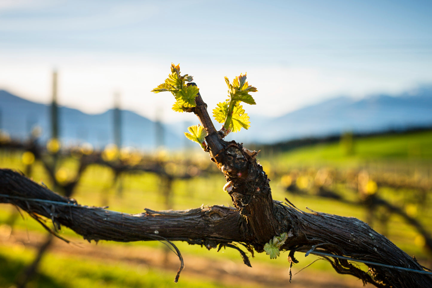 "An experimental white Pinot Noir from Central Otago is turning heads" - The Drinks Business