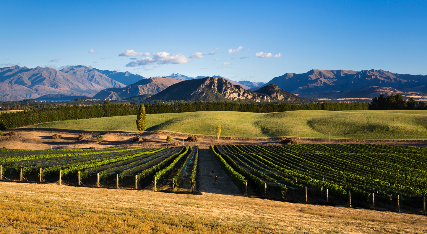 2017 Vintage - A year of viticulture on the edge