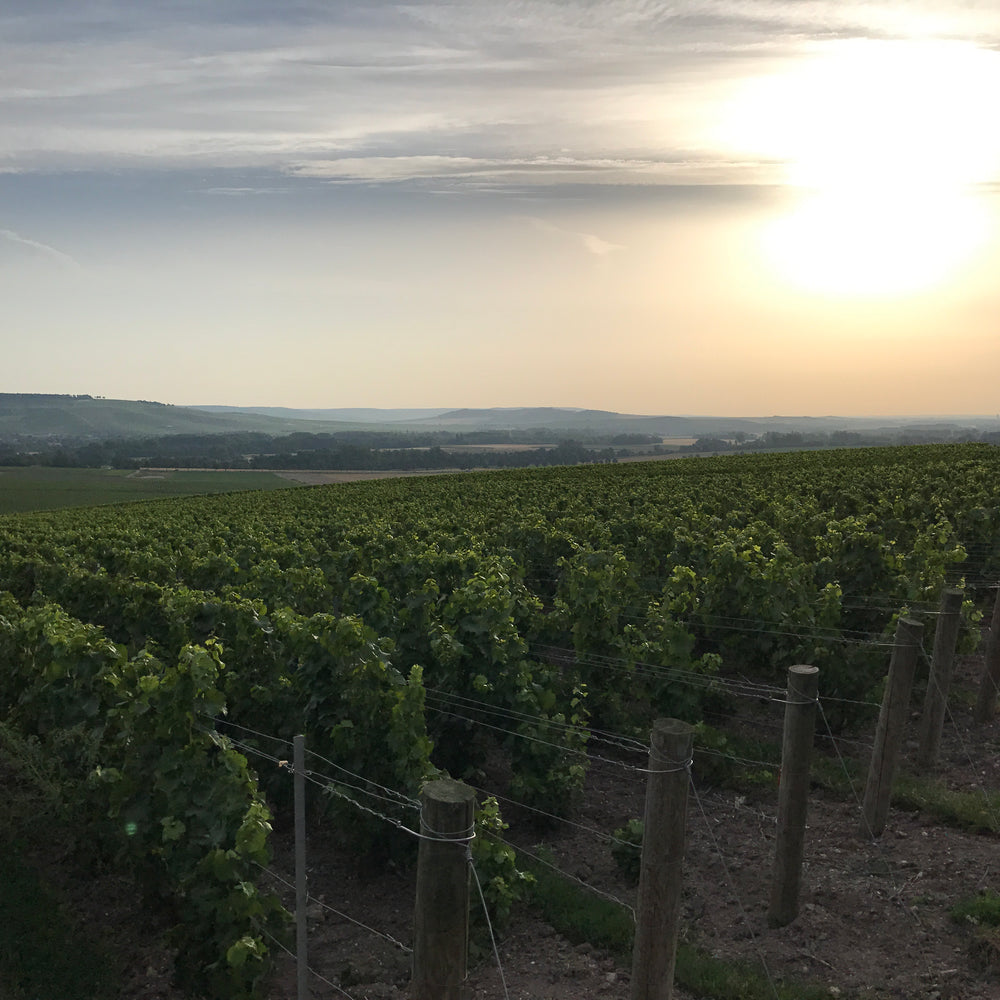 Beyond Burgundy: The New World finds its way with Pinot Noir and Chardonnay