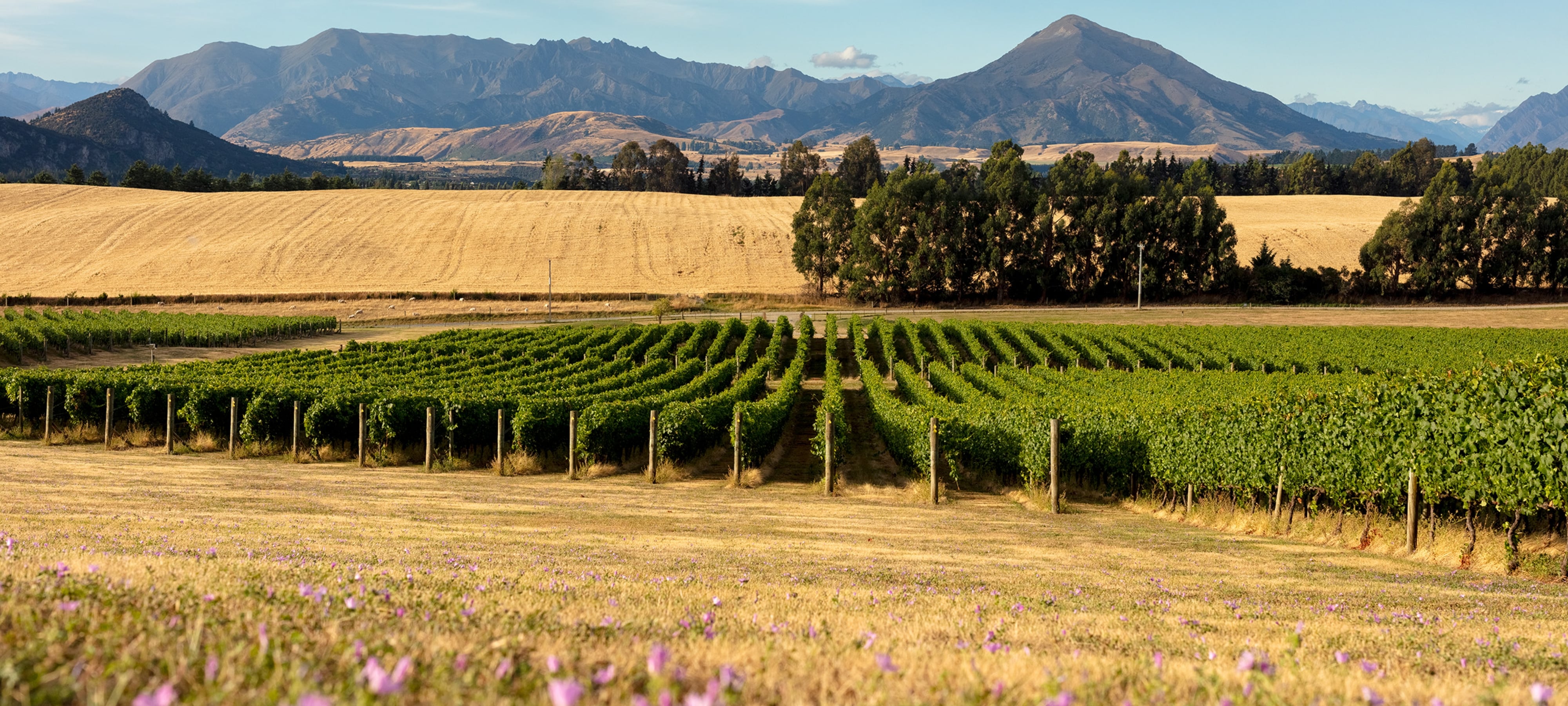 Akitu | Central Otago Pinot Noir – akitu