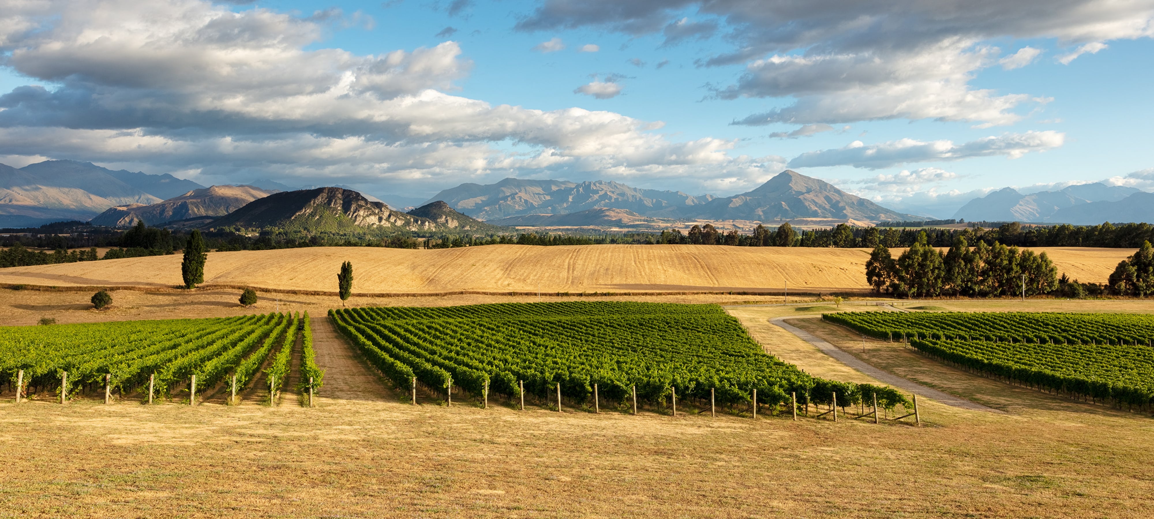 Akitu | Central Otago Pinot Noir – akitu
