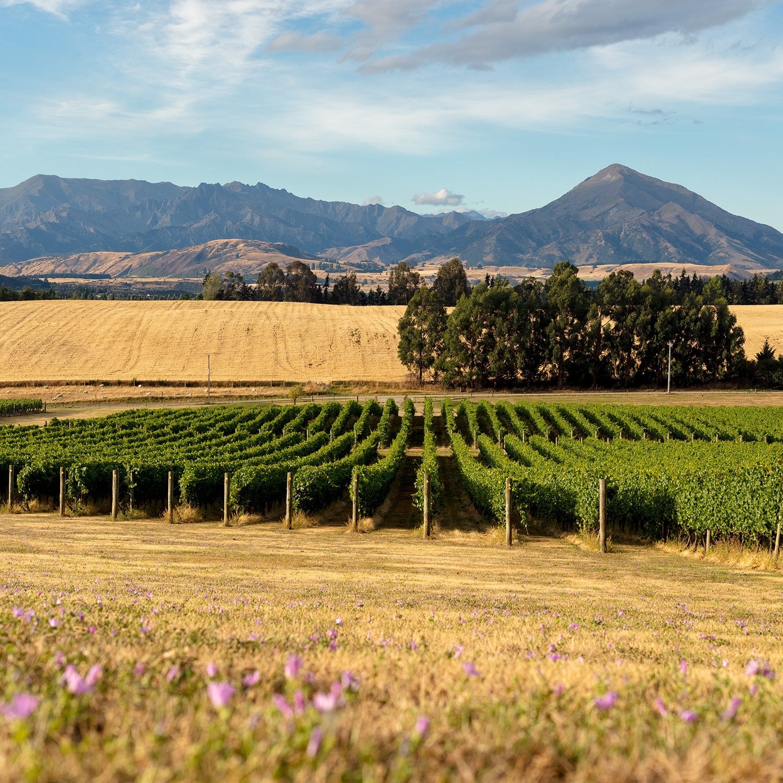 Akitu | Central Otago Pinot Noir – akitu