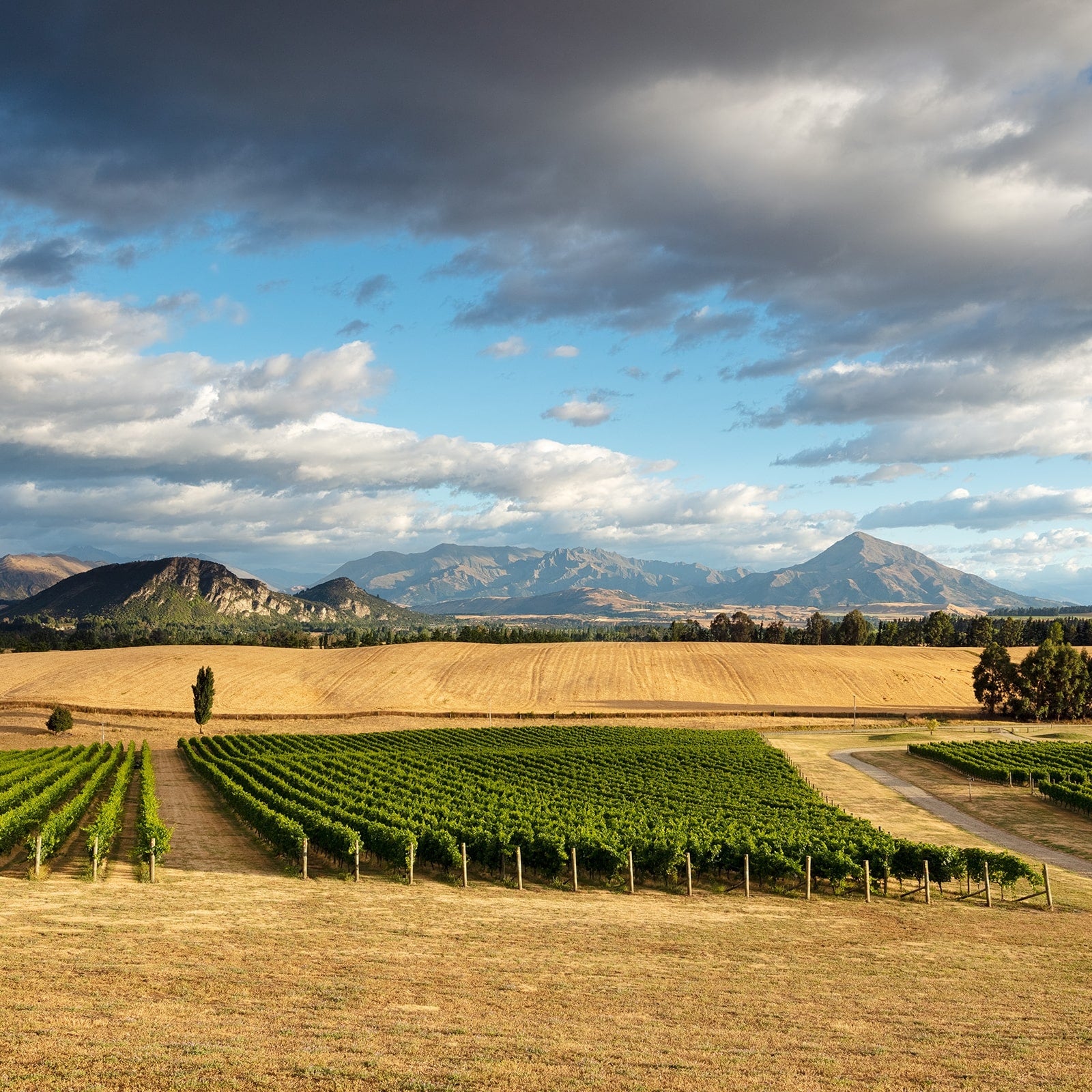 Akitu | Central Otago Pinot Noir – akitu