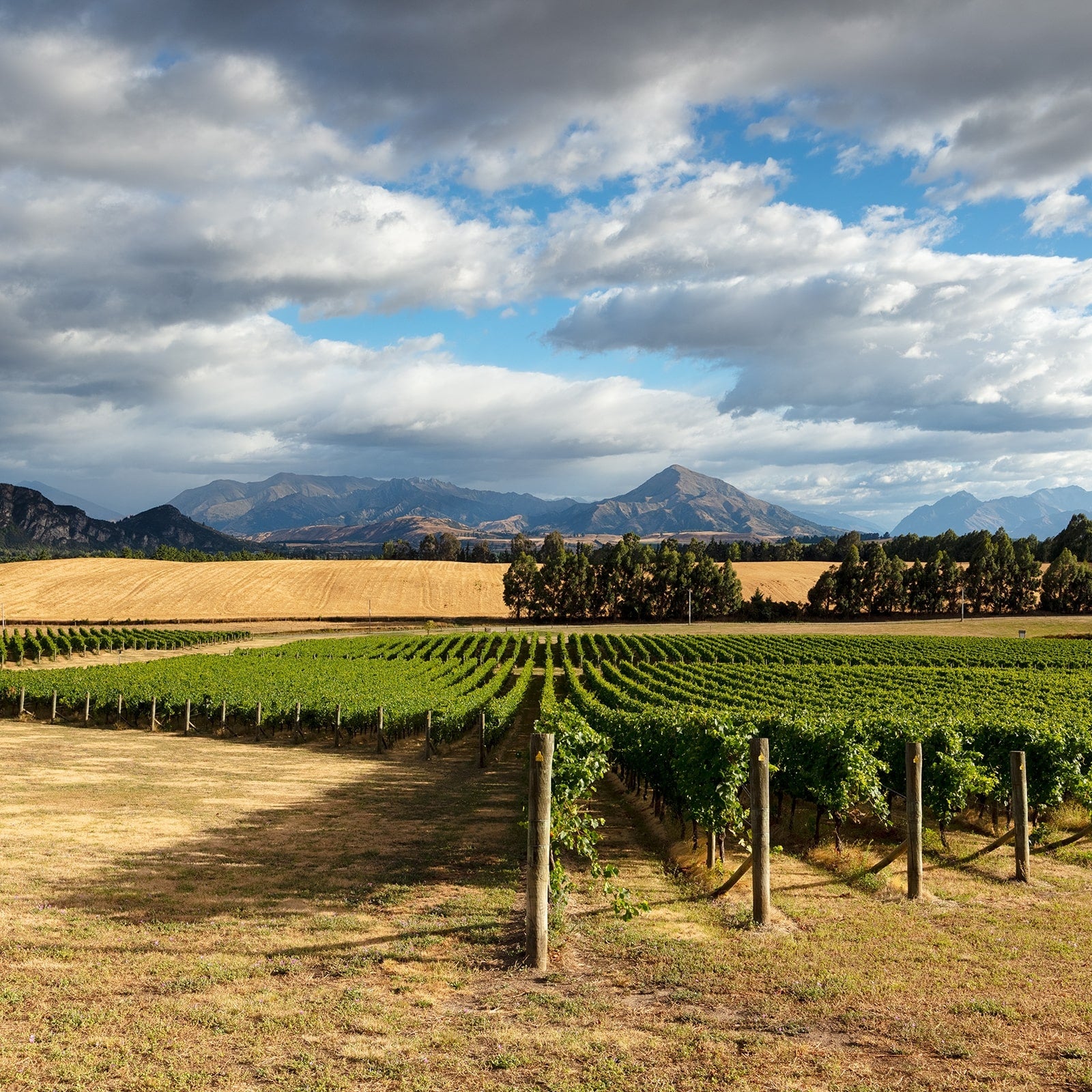 Akitu | Central Otago Pinot Noir – akitu