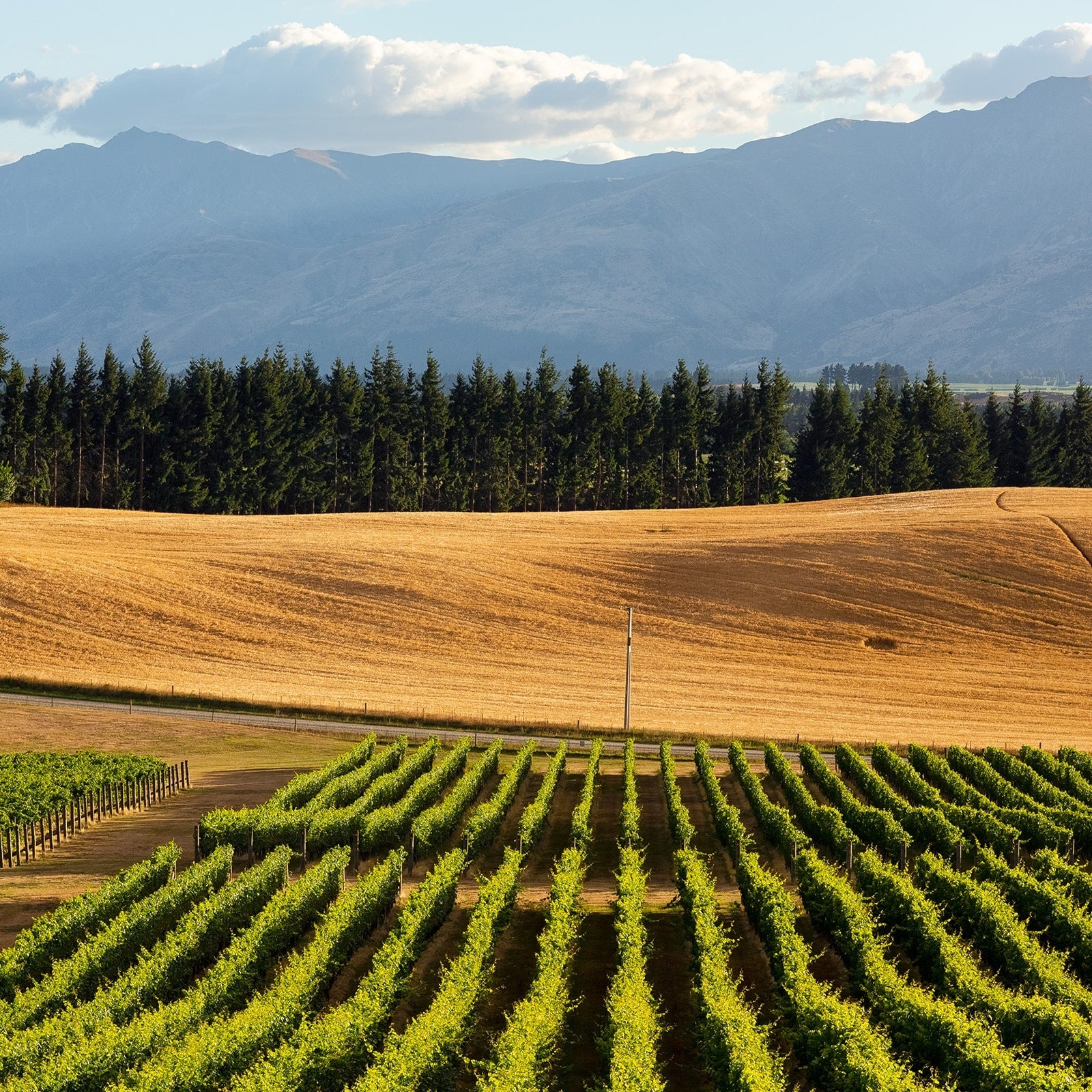 Akitu | Central Otago Pinot Noir – akitu